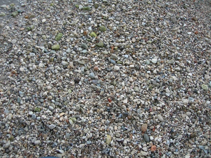 a group of rocks and shells on a beach