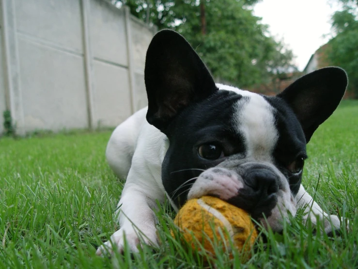 a close up of a dog laying on the ground with a toy