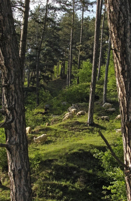 many animals graze on an area with tall trees