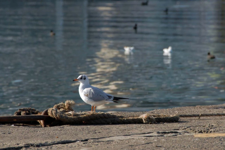 there is a small bird standing on a piece of driftwood