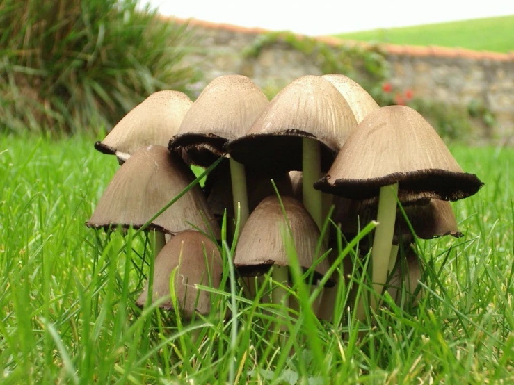 several mushrooms growing on grass in the sun
