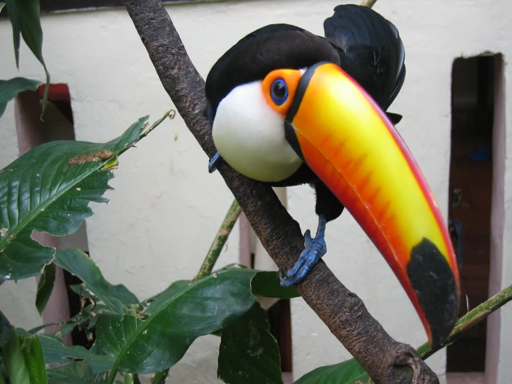a big toucan sitting on top of a tree nch
