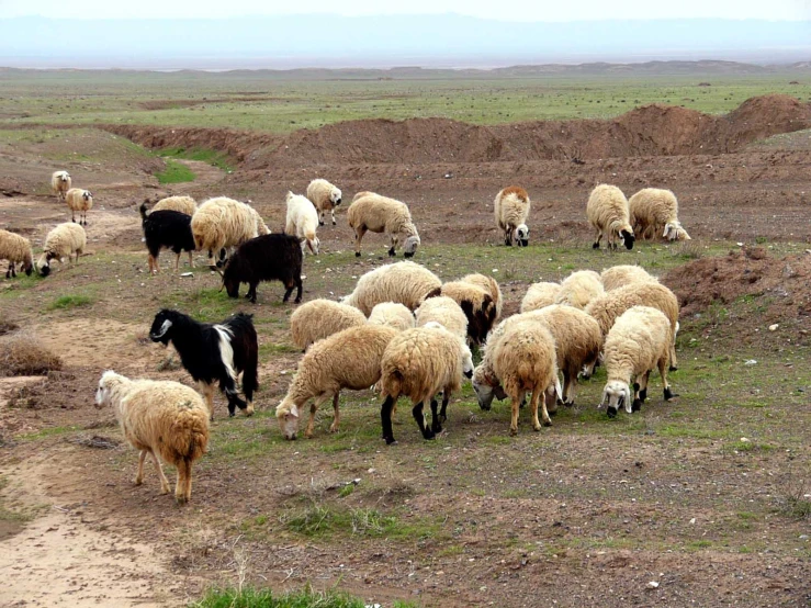 an area with a herd of sheep and goats