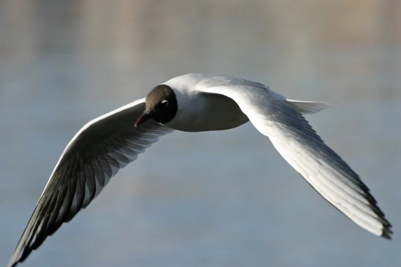 a bird that is flying over some water