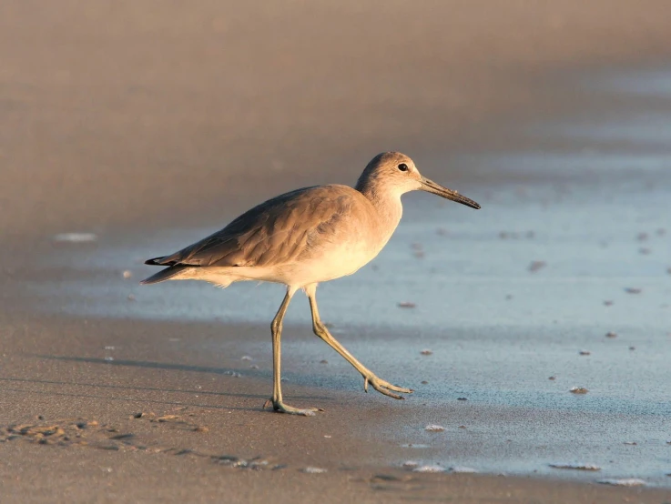 a bird on the sand is walking towards the ocean