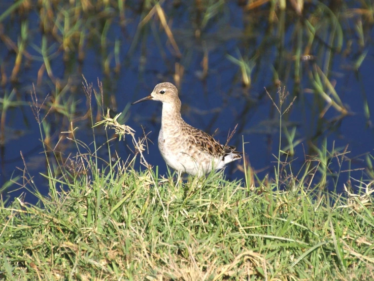 the small bird is walking along the grass by the water