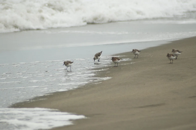 seagulls walking on the shore line towards the ocean