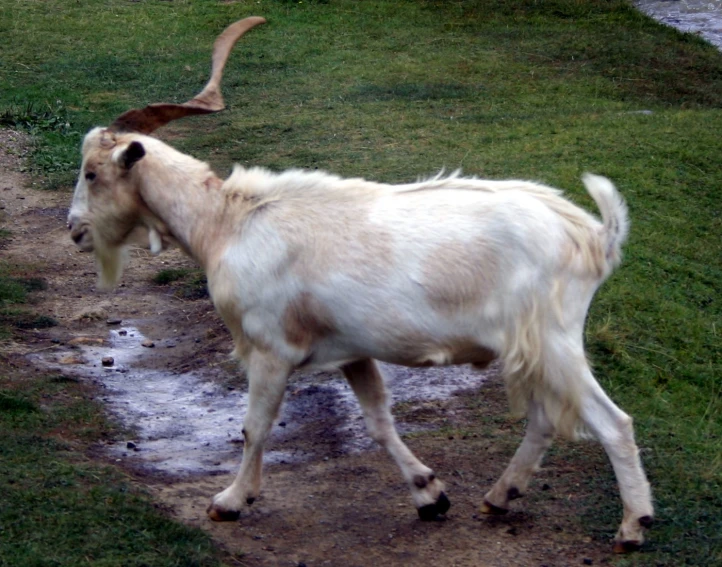 a goat walks in the middle of an open field