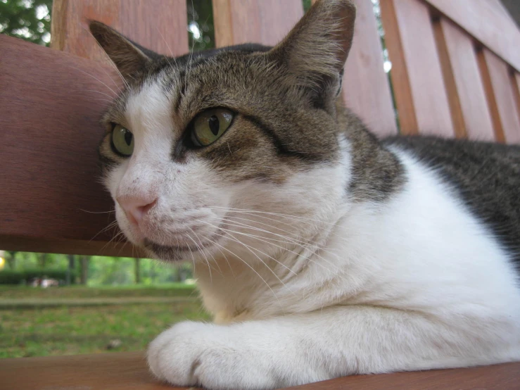 a cat sits on a park bench and stares ahead