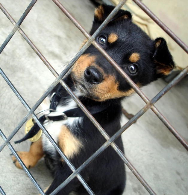 a puppy in a cage looking at the camera