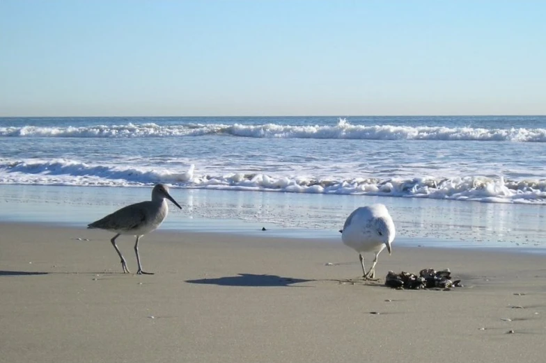 two seagulls walk on the beach near the water