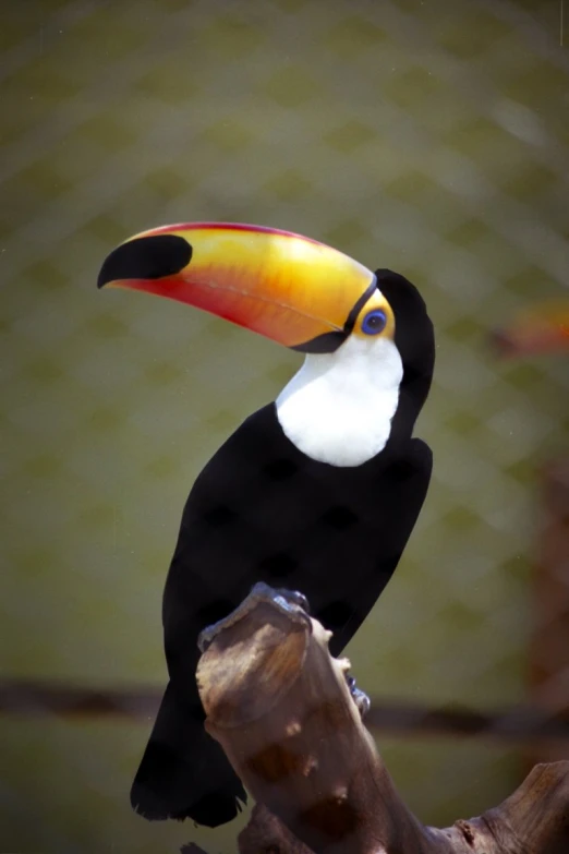 a bird perched on a tree nch in the zoo