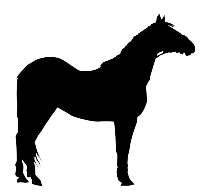 a horse that is looking very tall and black