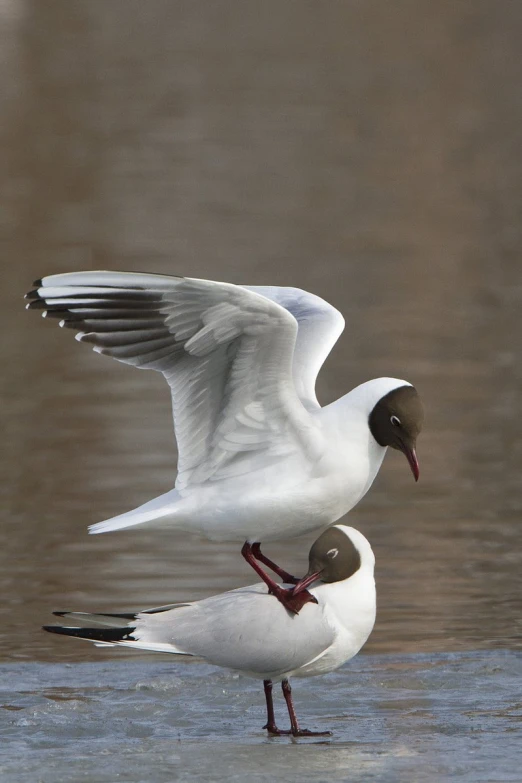 a couple of birds standing next to each other on a water