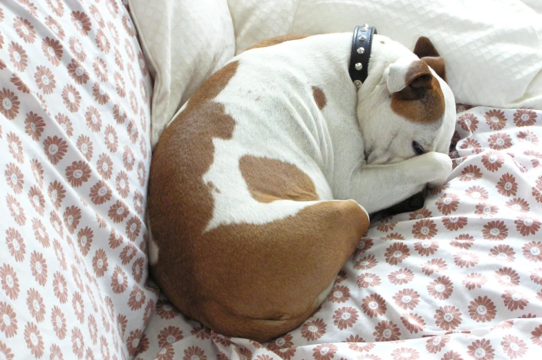 a brown and white dog is curled up on the couch