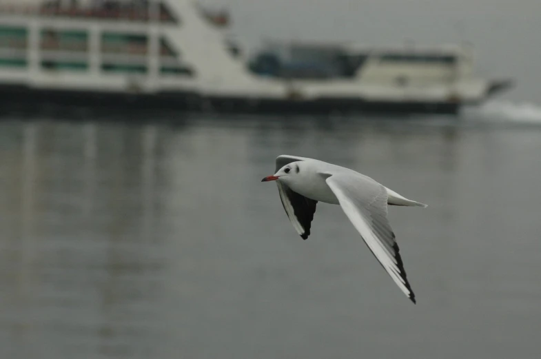 a bird flying past the shore with a ship in the background