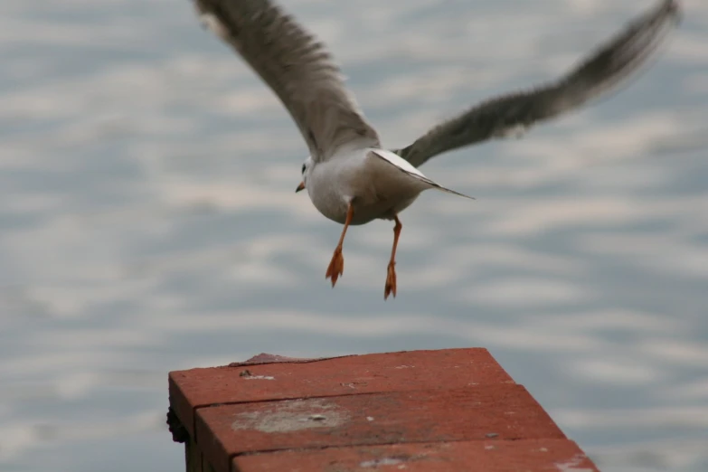 a bird is flying over the top of a post