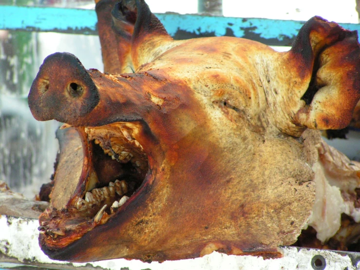 a large animal that has its mouth open