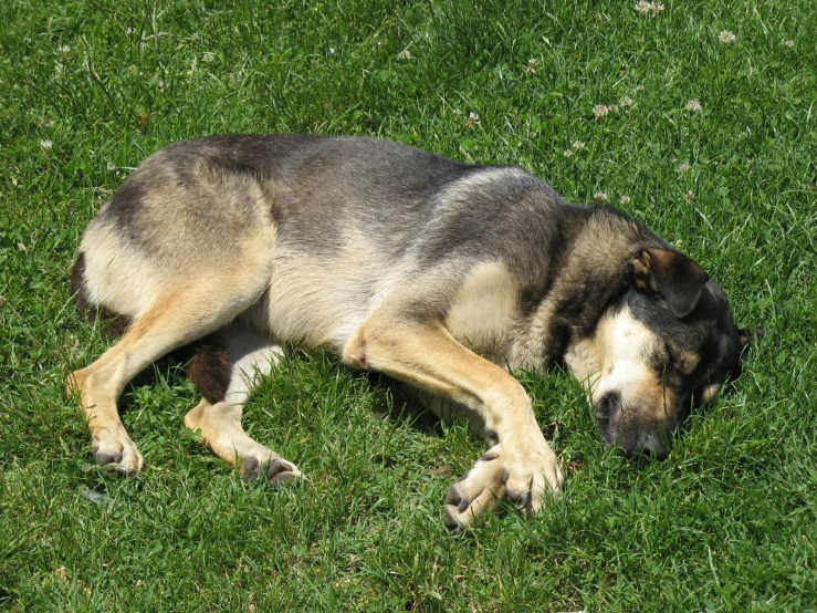 a close up of a dog laying in the grass