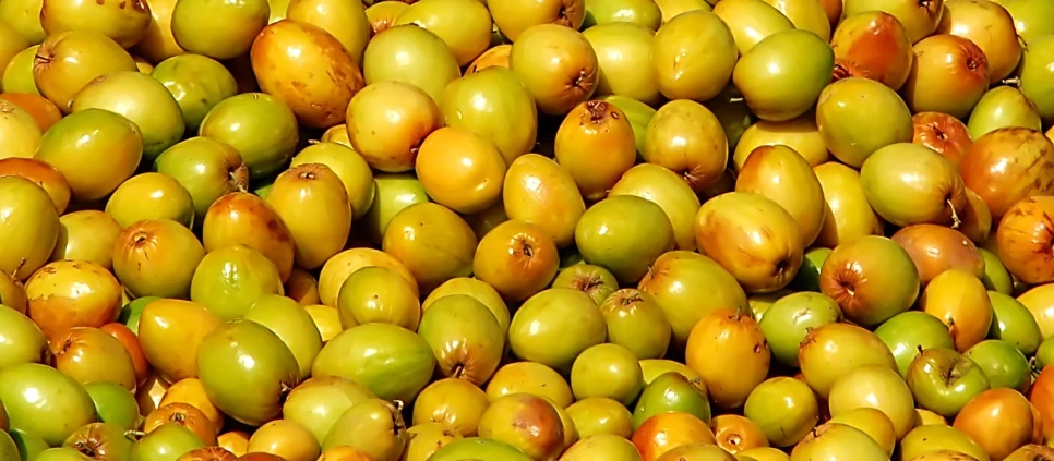 a group of green fruits that are in a pile
