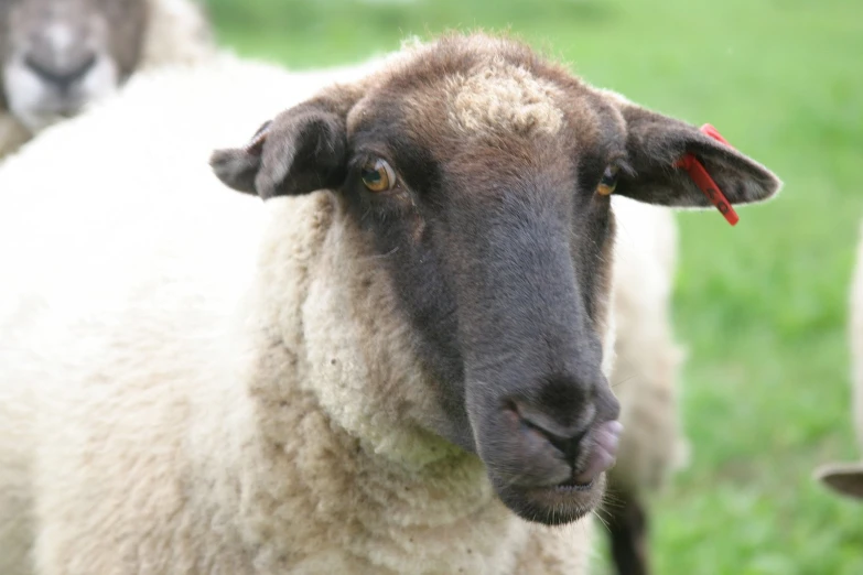 a close up view of a sheep with a funny face