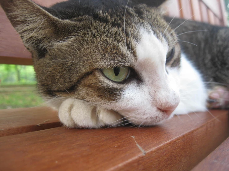 the cat looks tired on the wooden bench