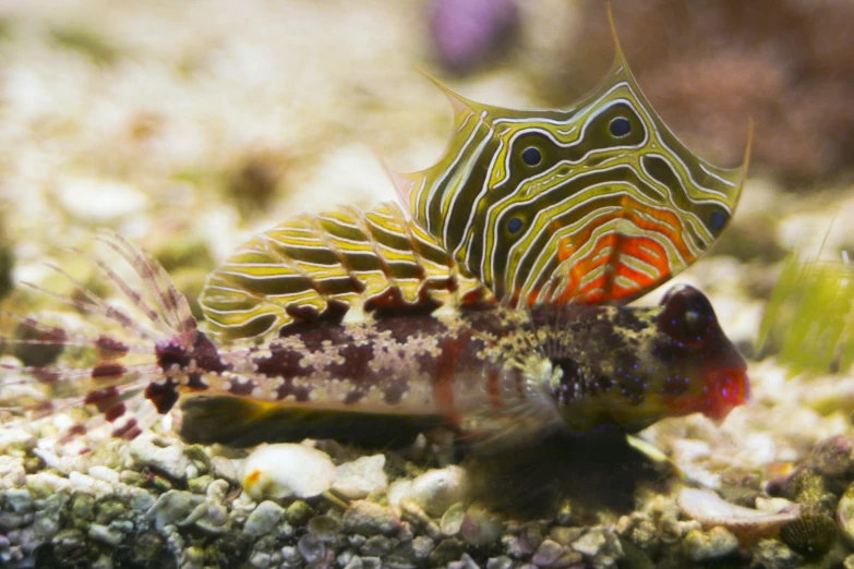 a fish with different stripes on it's head