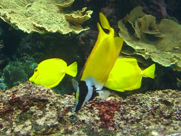 two yellow and white fish swim in the water