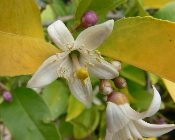 a flower with white flowers growing on it's side