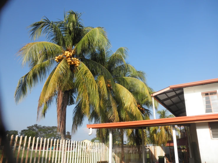 a close up view of a tree and house