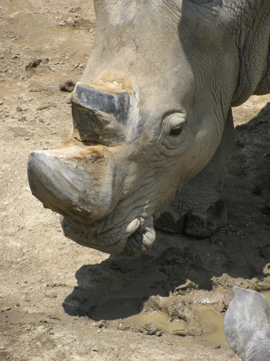 a close up of an elephant laying down in the dirt