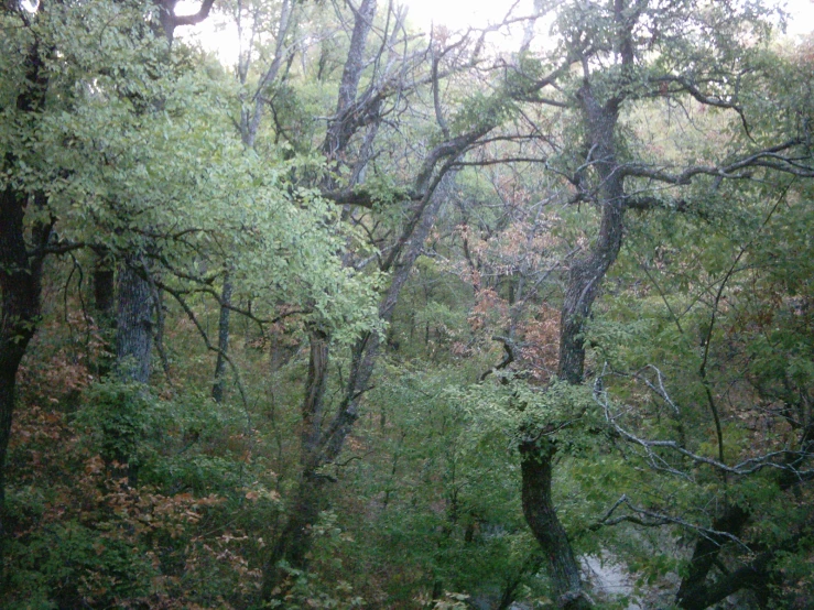 a wooded area of trees and some rocks