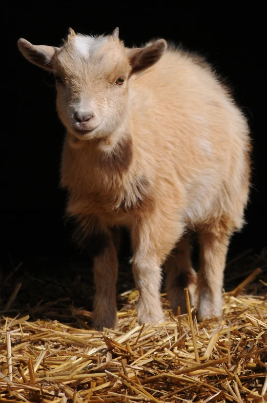 small baby sheep with white hair in straw