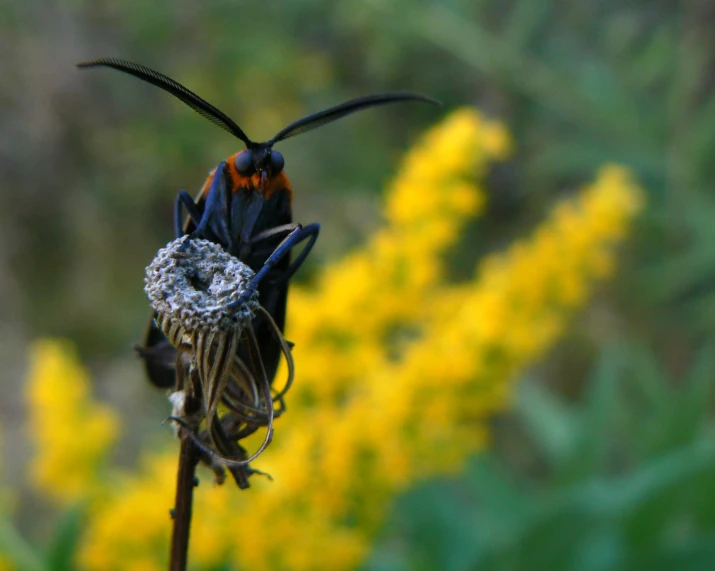 a black and orange insect on top of a flower