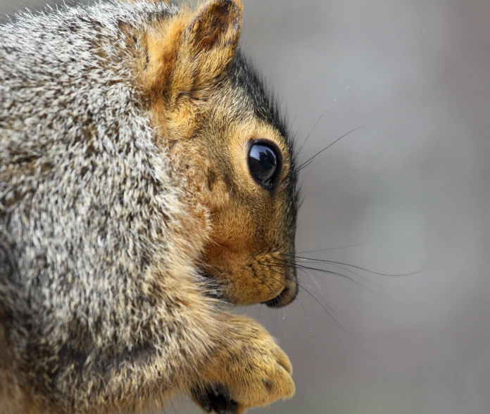 the little squirrel is resting his head on the tree nch