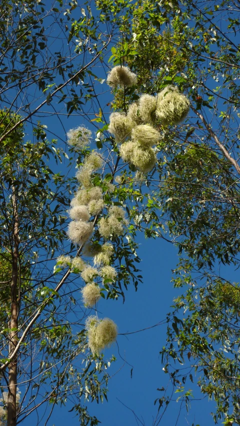 some pretty flowers and green leaves on a tree