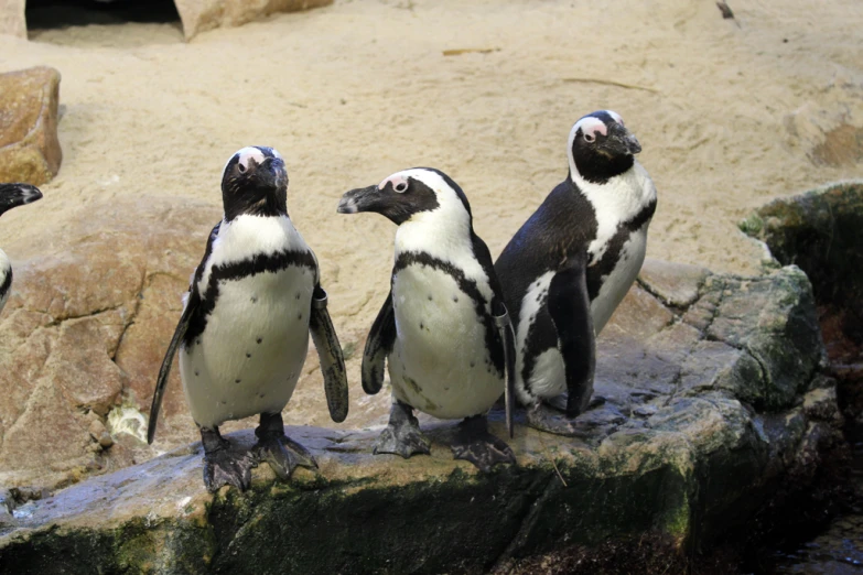 three penguins standing on a rock together