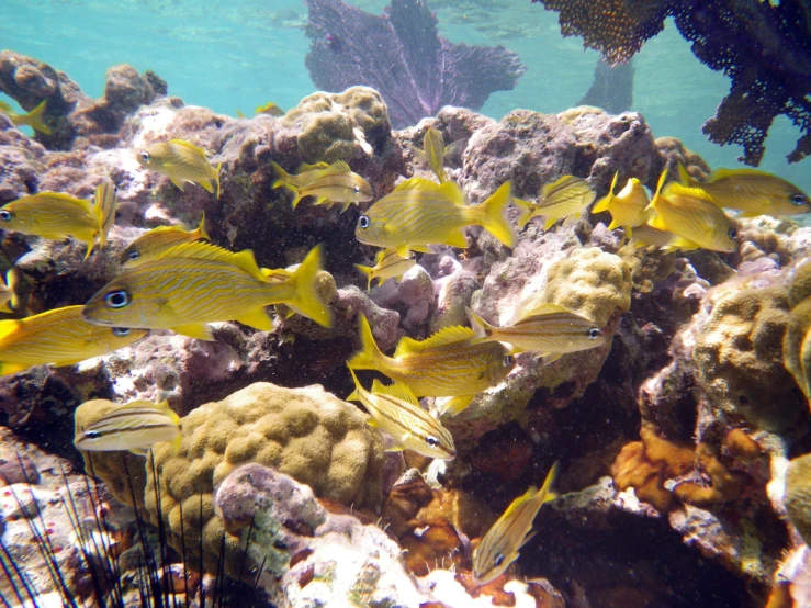 a group of small yellow fish swimming near rocks