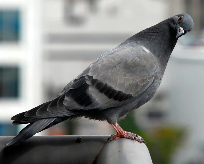 a large bird perched on top of a metal bar