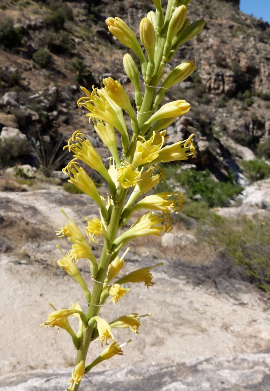 a close up of a very nice looking yellow flower