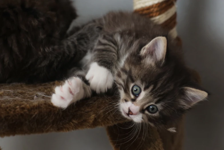 kitten is lying on a scratch tree and is looking over