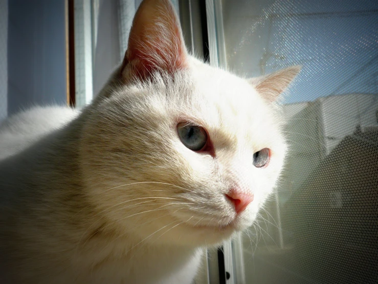 closeup of white cat with blue eyes near window