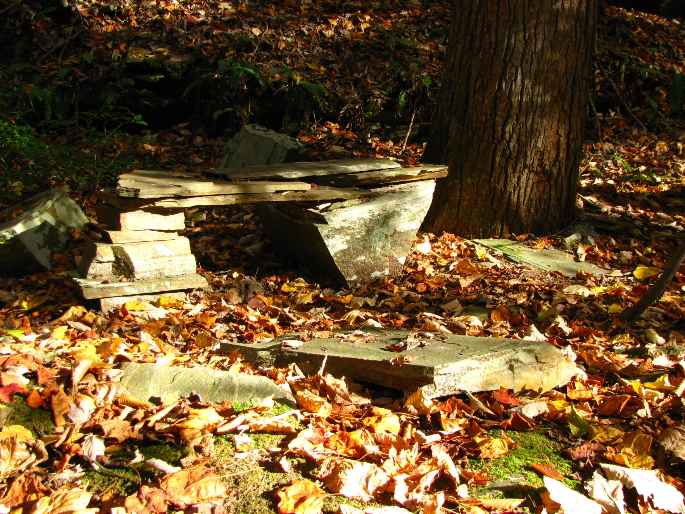a broken bench in the fall leaves near a tree