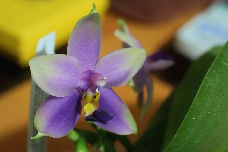 an orchid that has some pink and purple petals