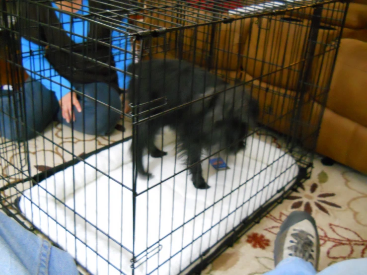 some women sit together in front of cages that look like they are holding puppies