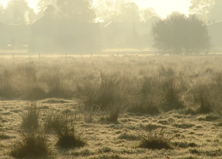 a field full of lots of grass near some trees