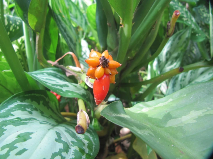 a group of small red flowers sitting on top of a green leaf