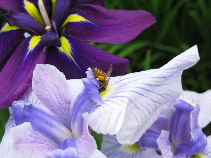 the bee is on the purple and white flower