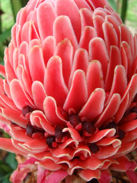 a pink flower with white petals in the middle