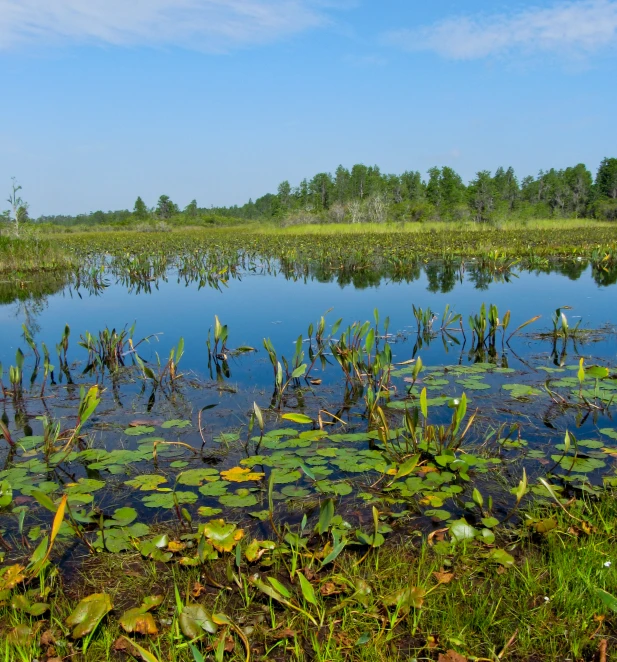 swamp with green plants and flowers in a grassy area